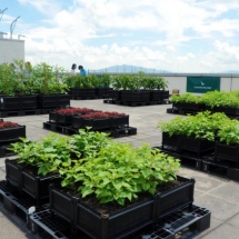 A rooftop farm on airline Cathay Pacific&#039;s headquarters in Hong Kong opened in 2016 to give staff the opportunity to grow their own food close to their office. Over 50 varieties of vegetables and herbs were planted.