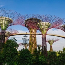 Gardens by the Bay is one of Singapore&#039;s many green intiatives. The &#039;supertrees&#039; act as vertical gardens, featuring tropical flowers and solar panels.