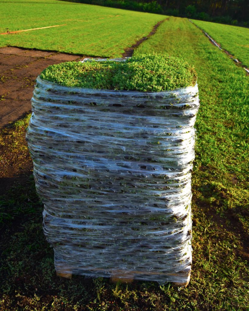 Előnevelt varjúháj szőnyegek palettán, műanyag fóliába csomagolva, kültéri termesztőterületen.