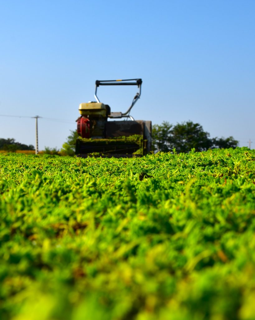 DiaCutting zöldtető telepítése géppel, előnevelt varjúháj szőnyegek fektetése kültéri környezetben